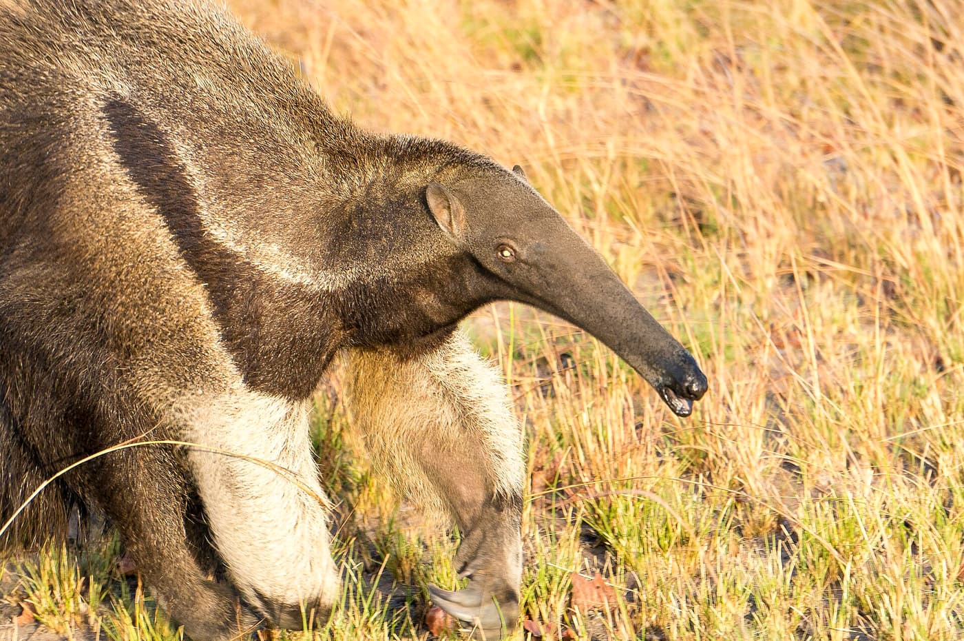 A giant anteater in dry savannah grass at Karanambu