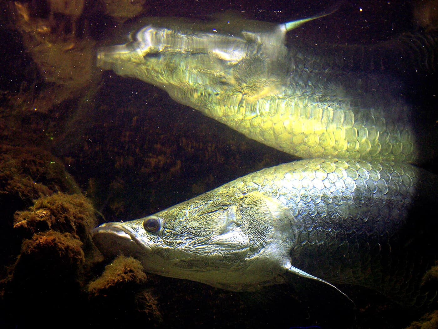 Two arapaima, among the largest freshwater fish in the world, swimming in a tank
