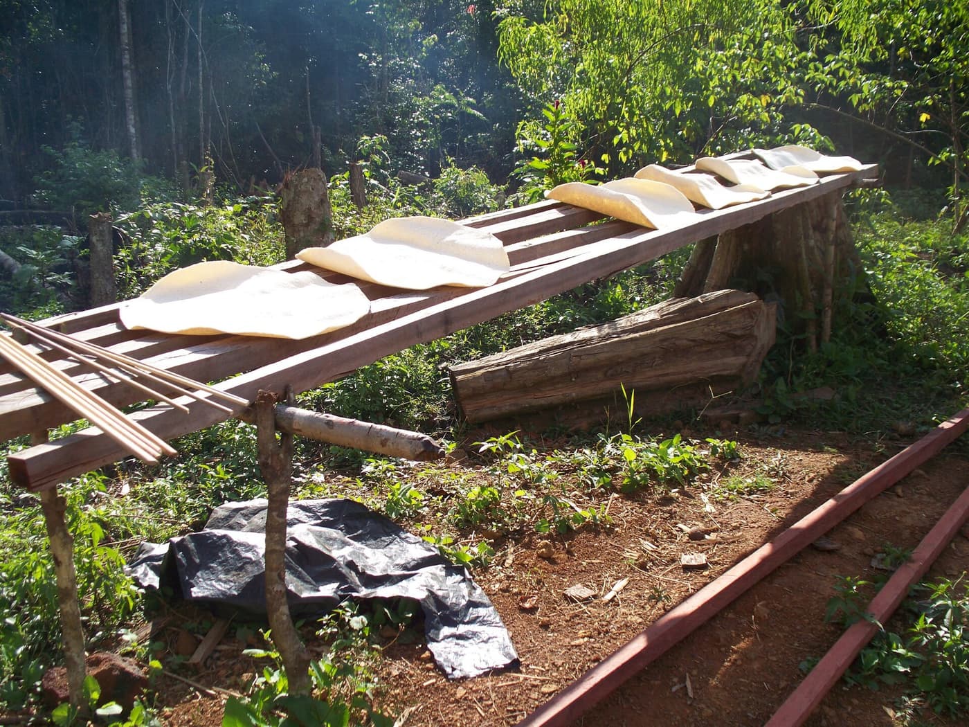 Rounds of cassava bread drying in the sun on a wooden rack