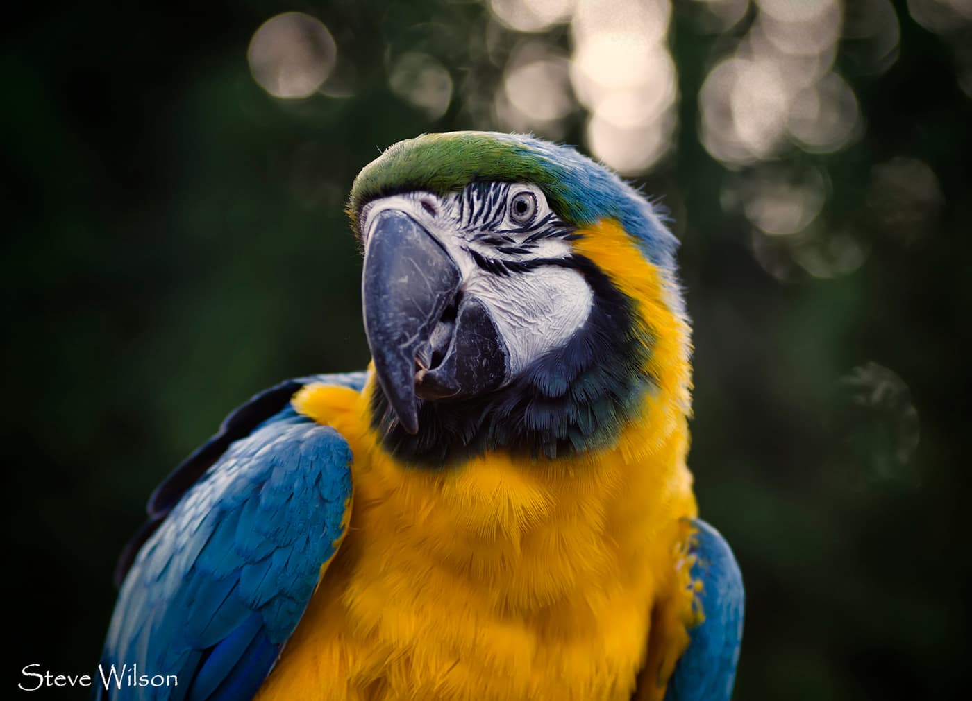 Close-up of a blue-and-yellow macaw