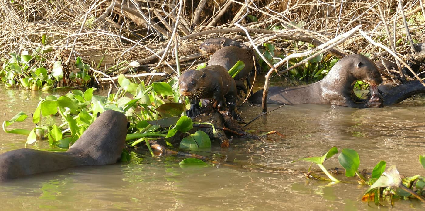 A family of giant otters at the water’s edge among floating plants