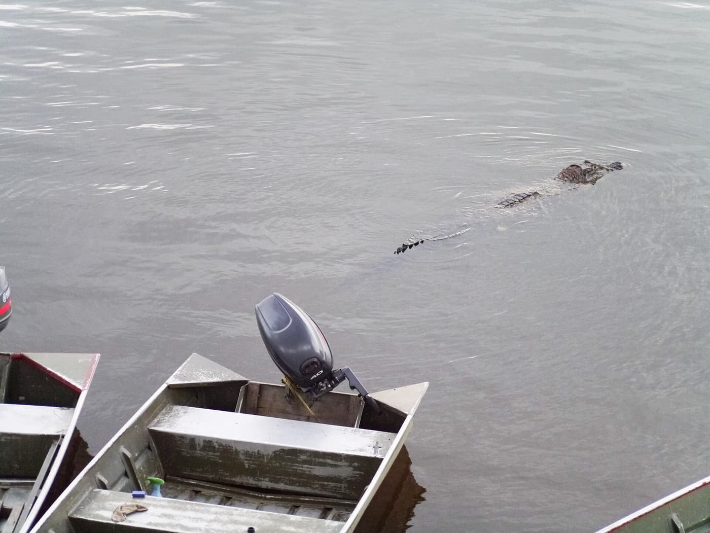 A black caiman swimming past moored aluminium boats