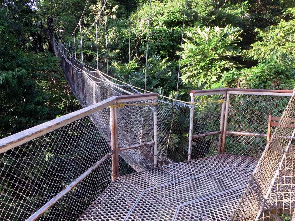 A suspension bridge and steel platform of the Iwokrama canopy walkway among the treetops