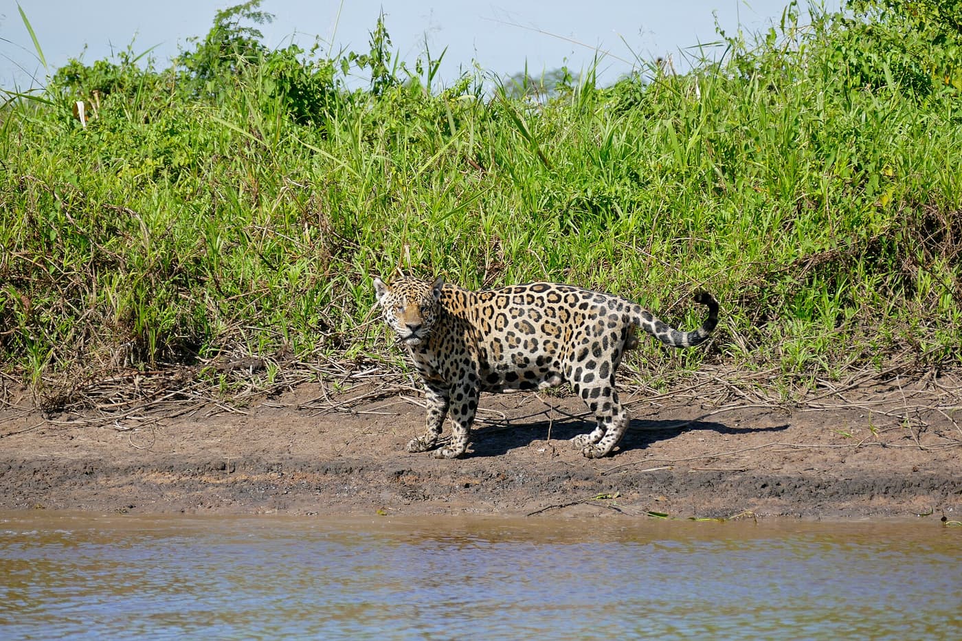 A jaguar standing on a muddy riverbank