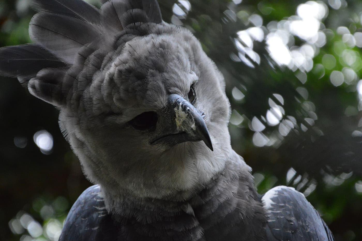Close-up of a harpy eagle with its grey crest raised