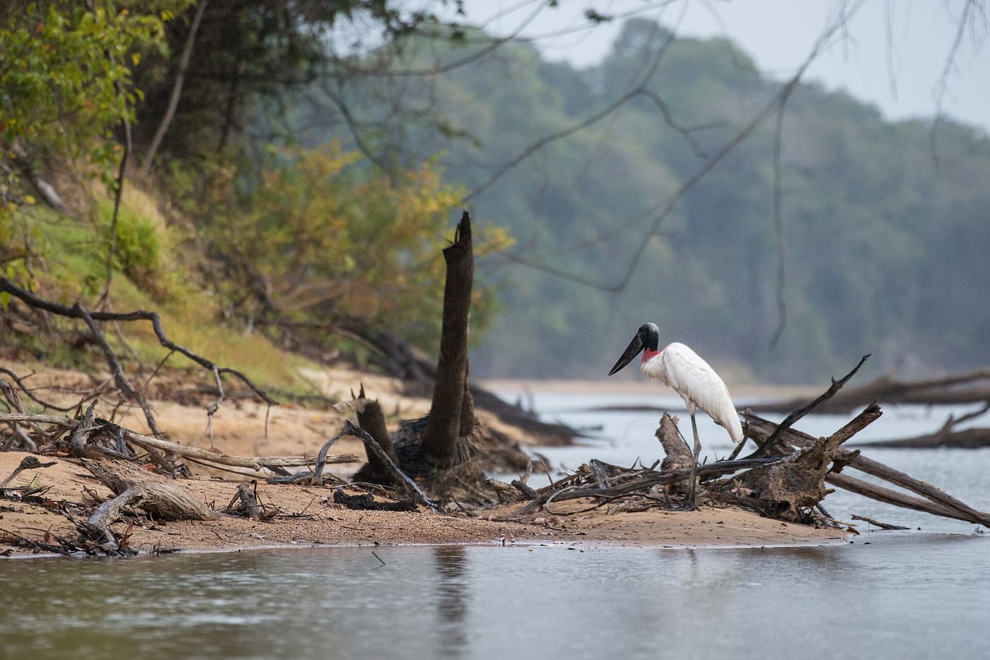 A jabiru stork standing on driftwood beside a forest-lined river in the Rupununi
