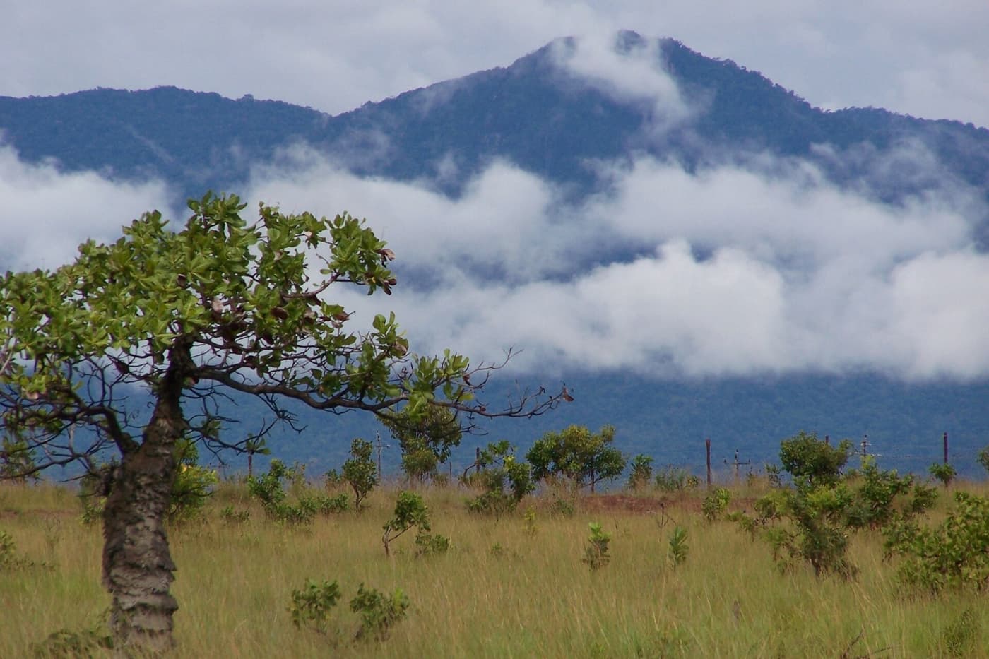 The Kanuku Mountains wrapped in low cloud above savannah trees near Lethem