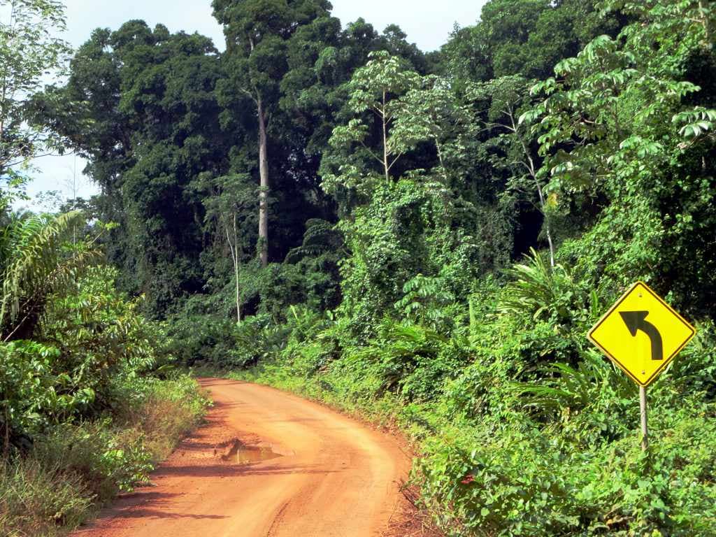 A bend in a narrow dirt road beneath tall rainforest trees, with a yellow curve sign
