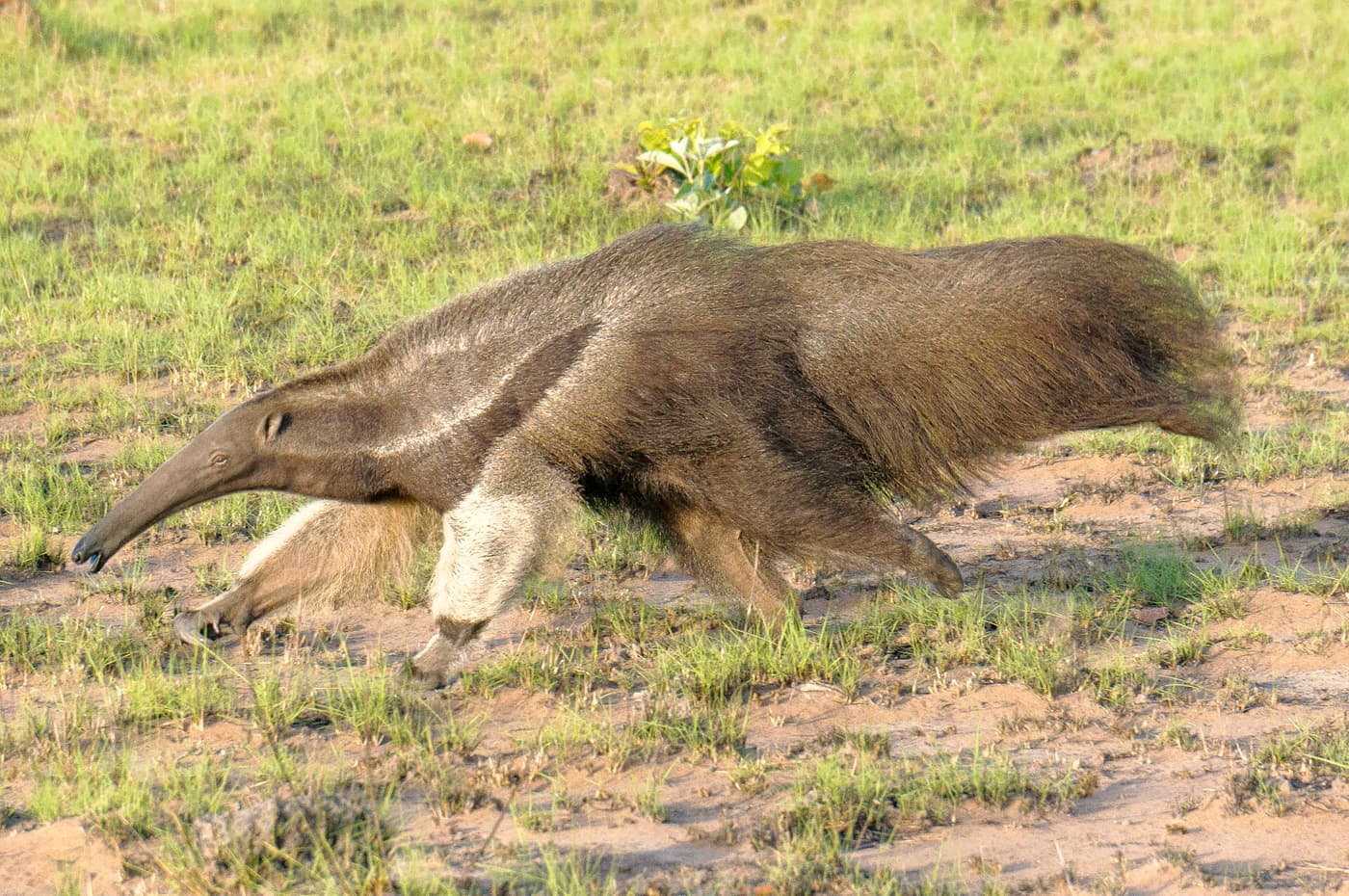 A giant anteater striding across short savannah grass at Karanambu