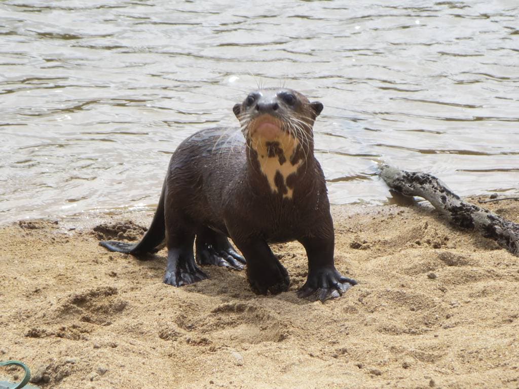 A giant otter standing on a sandy riverbank