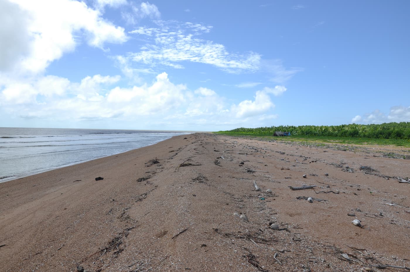 The long empty sweep of Shell Beach with the sea on one side and bush on the other