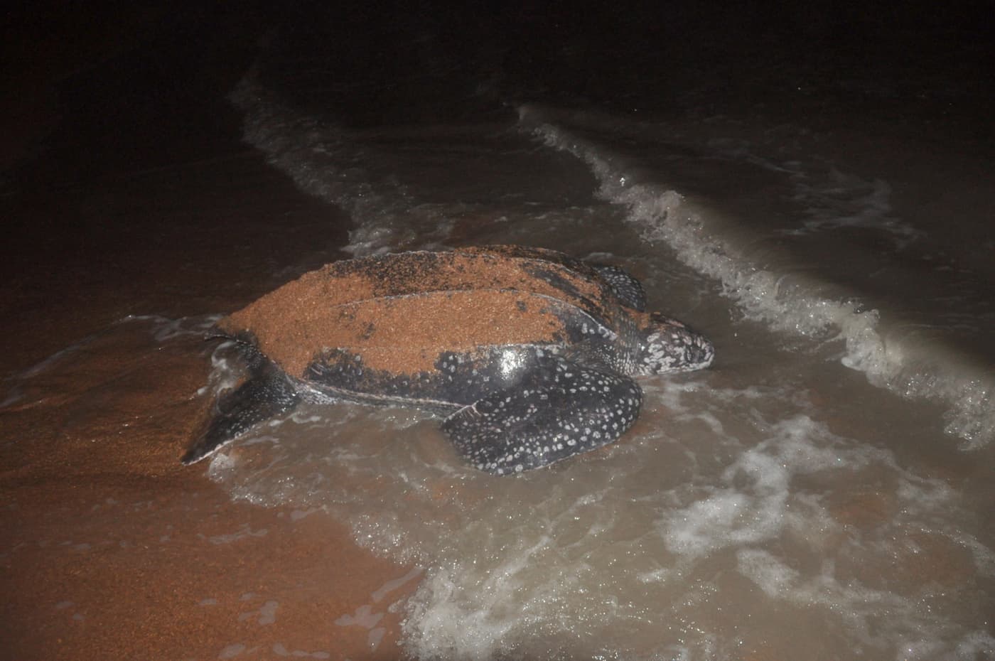 A leatherback turtle crawling back into the surf at night