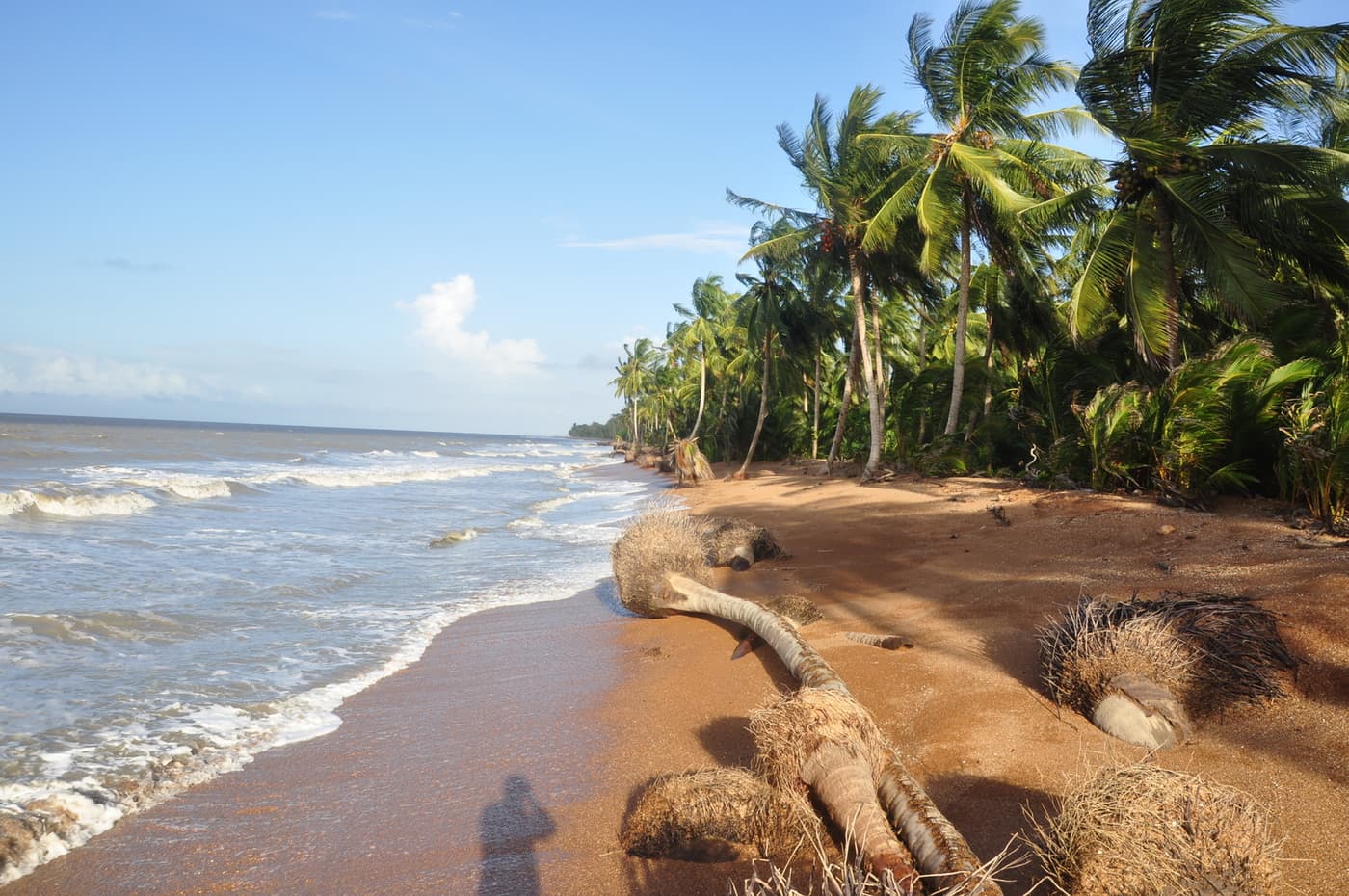 Coconut palms leaning over a sandy shore at Shell Beach