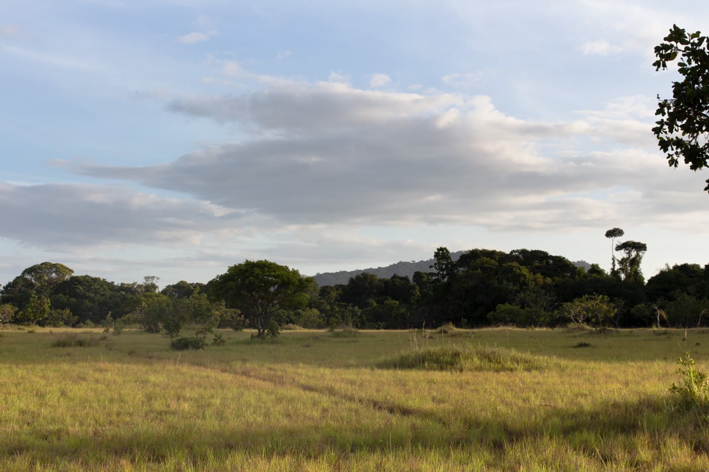 Golden savannah grass and scattered trees near Surama village